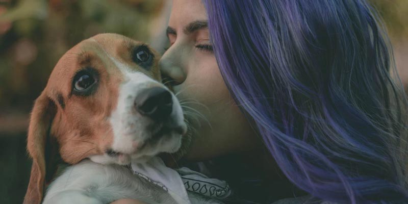 cosas que les encantan a los perros