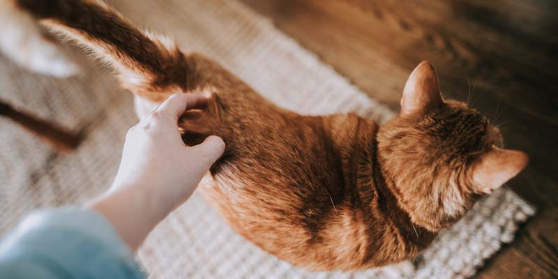 mejorar la relación con tu gato