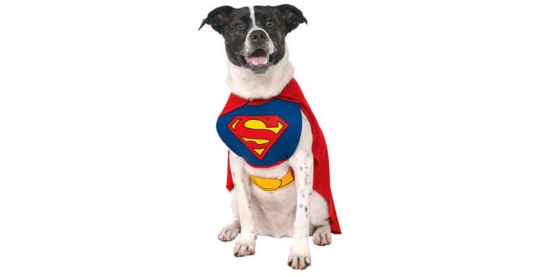 Disfrazar a tu mascota en Carnaval: consejos y ejemplos
