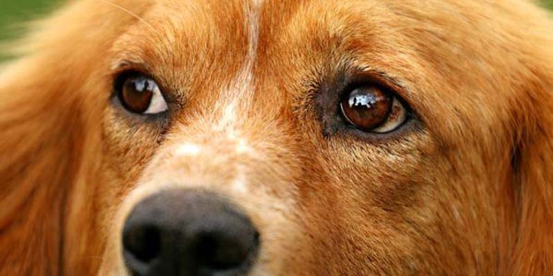como limpiar los ojos de tu perro