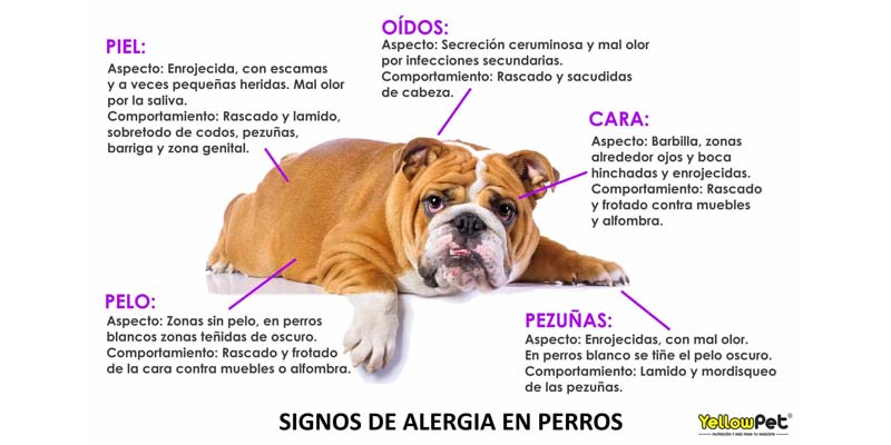cómo afecta la primavera a los perros