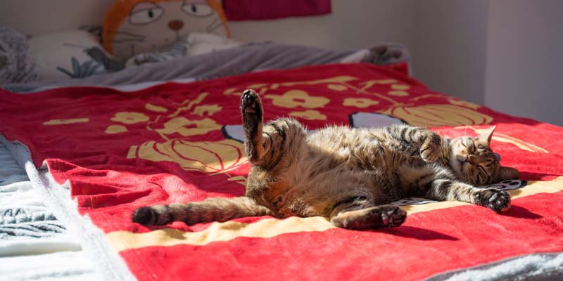 adaptar la casa a un gato
