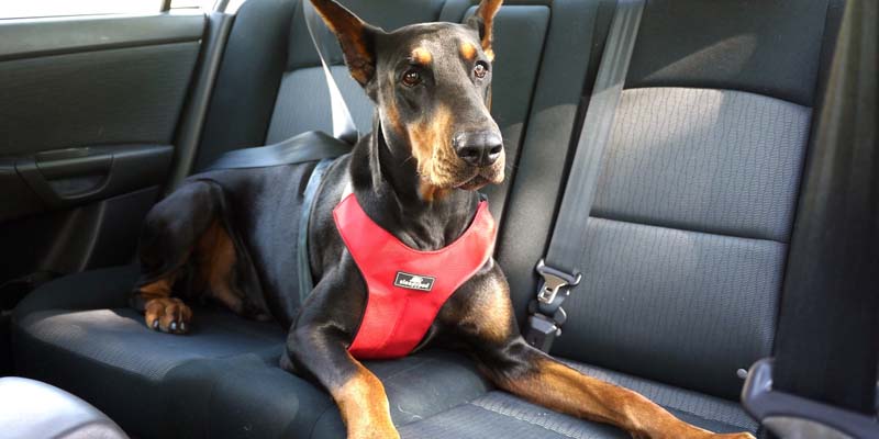 viajar en coche con tu perro