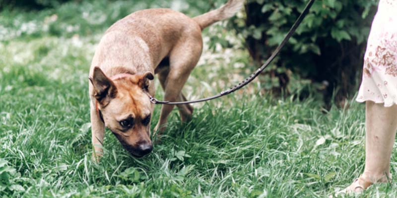 errores al pasear con tu perro