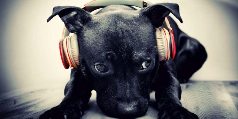 música y mascotas