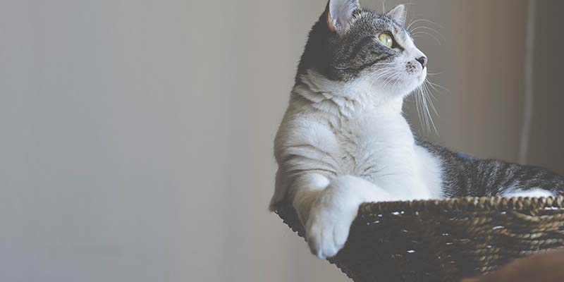 cuidado gatos mayores