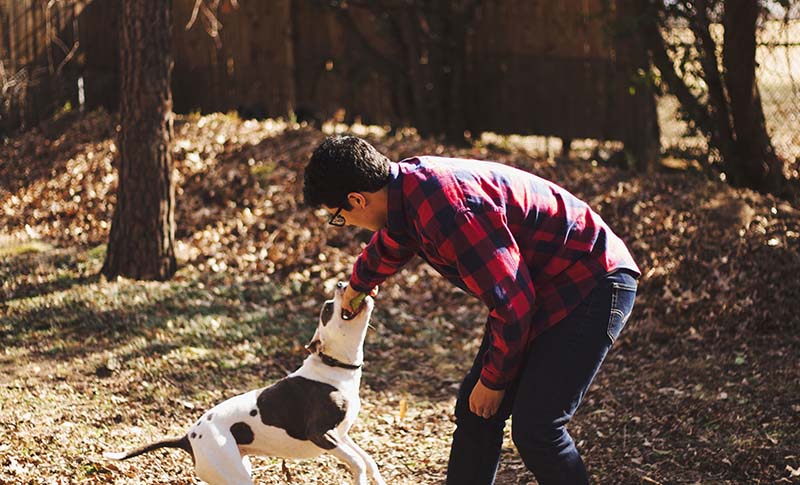 los perros y el otoño
