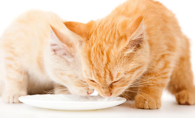 curiosidades sobre los gatos