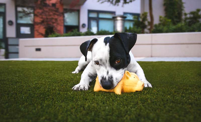 cuánto cuesta mantener a un perro