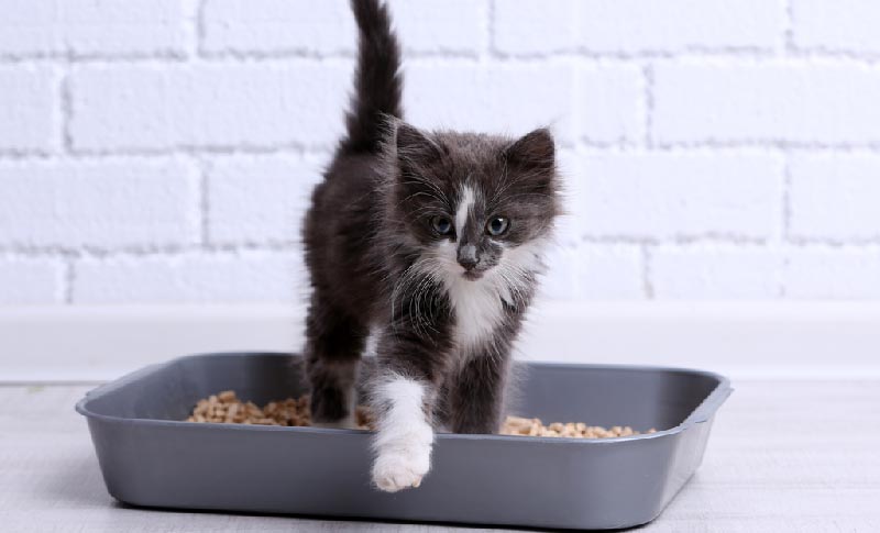 algunos de los comportamientos más extraños de los gatos