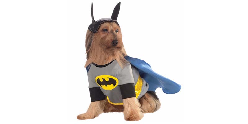 Disfrazar a tu mascota en Carnaval: consejos y ejemplos