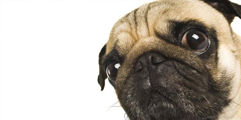como limpiar los ojos de tu perro