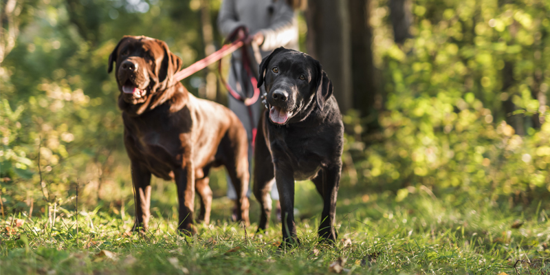 cómo afecta la primavera a los perros
