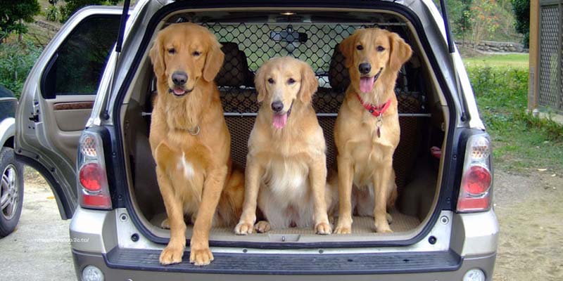 viajar en coche con tu perro