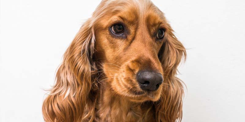libros donde los protagonistas son los perros