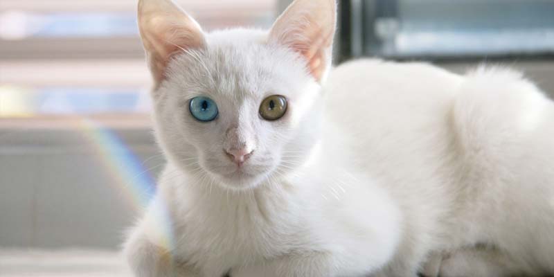 ¿Cómo define el color del pelaje a un gato?