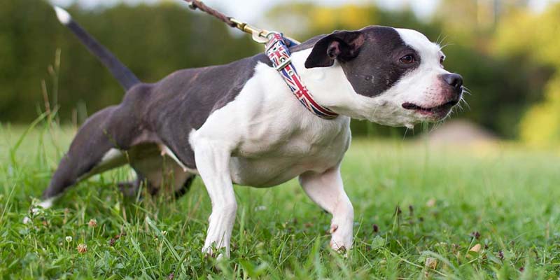errores al pasear con tu perro