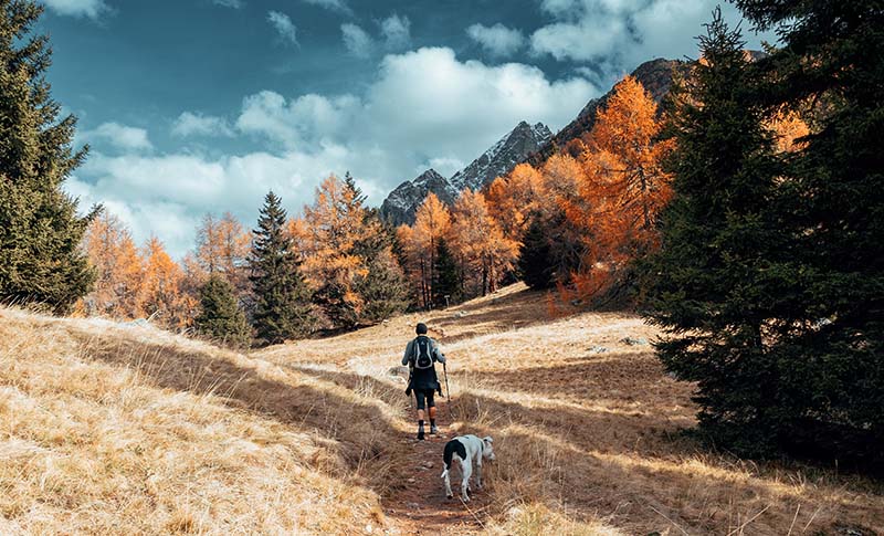los perros y el otoño