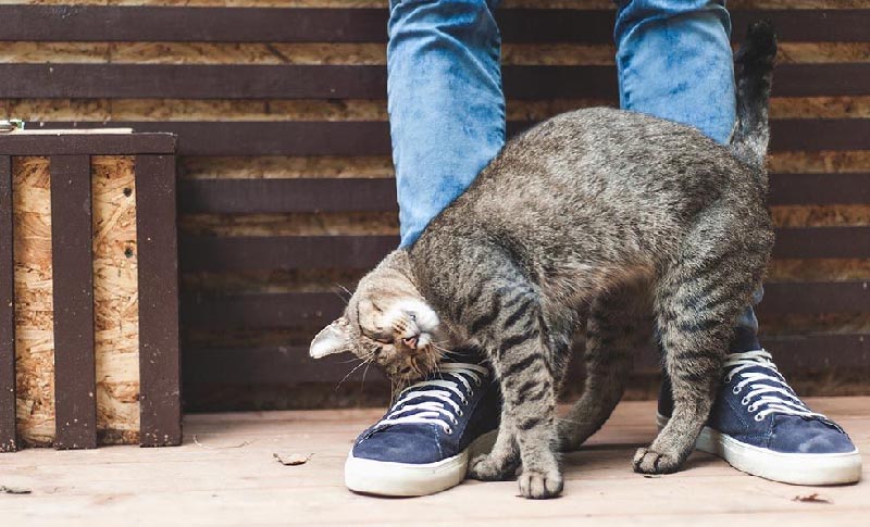 Leyes y regulaciones traición junto a Algunos de los comportamientos más extraños de los gatos | Wasky