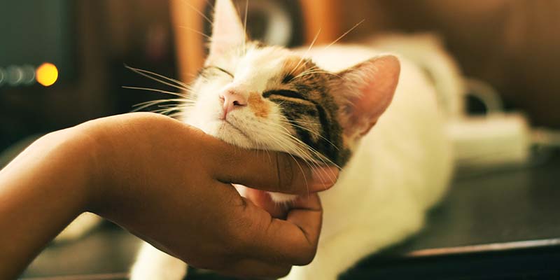 Cosas que no le gustan a los gatos