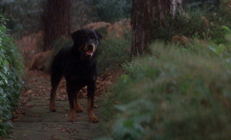 pelis de terror protagonizadas por mascotas