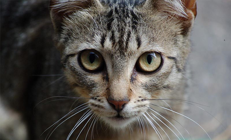curiosidades sobre los gatos