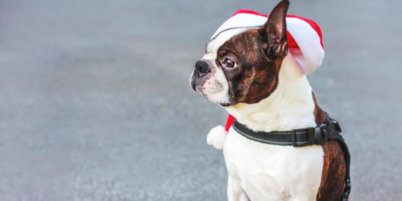 navidad y mascotas