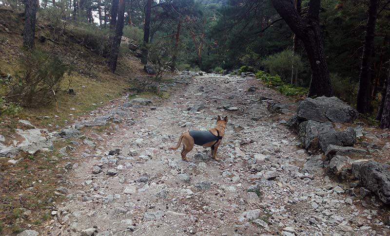 Senderismos perfectos para hacer con el perro
