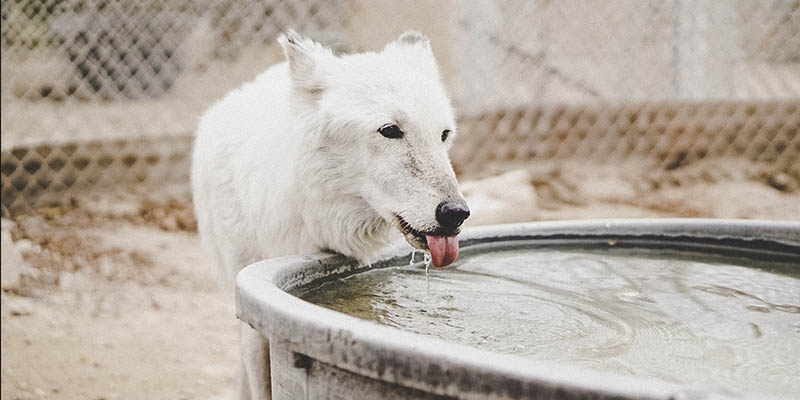 el calor y las mascotas