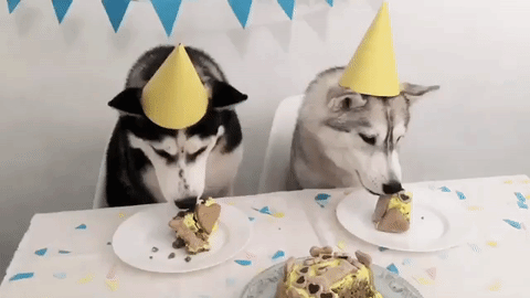 perros comiendo tarta de cumpleaños