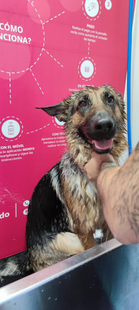 La desparasitación y el baño de tu perro: ¿cómo combinarlos?