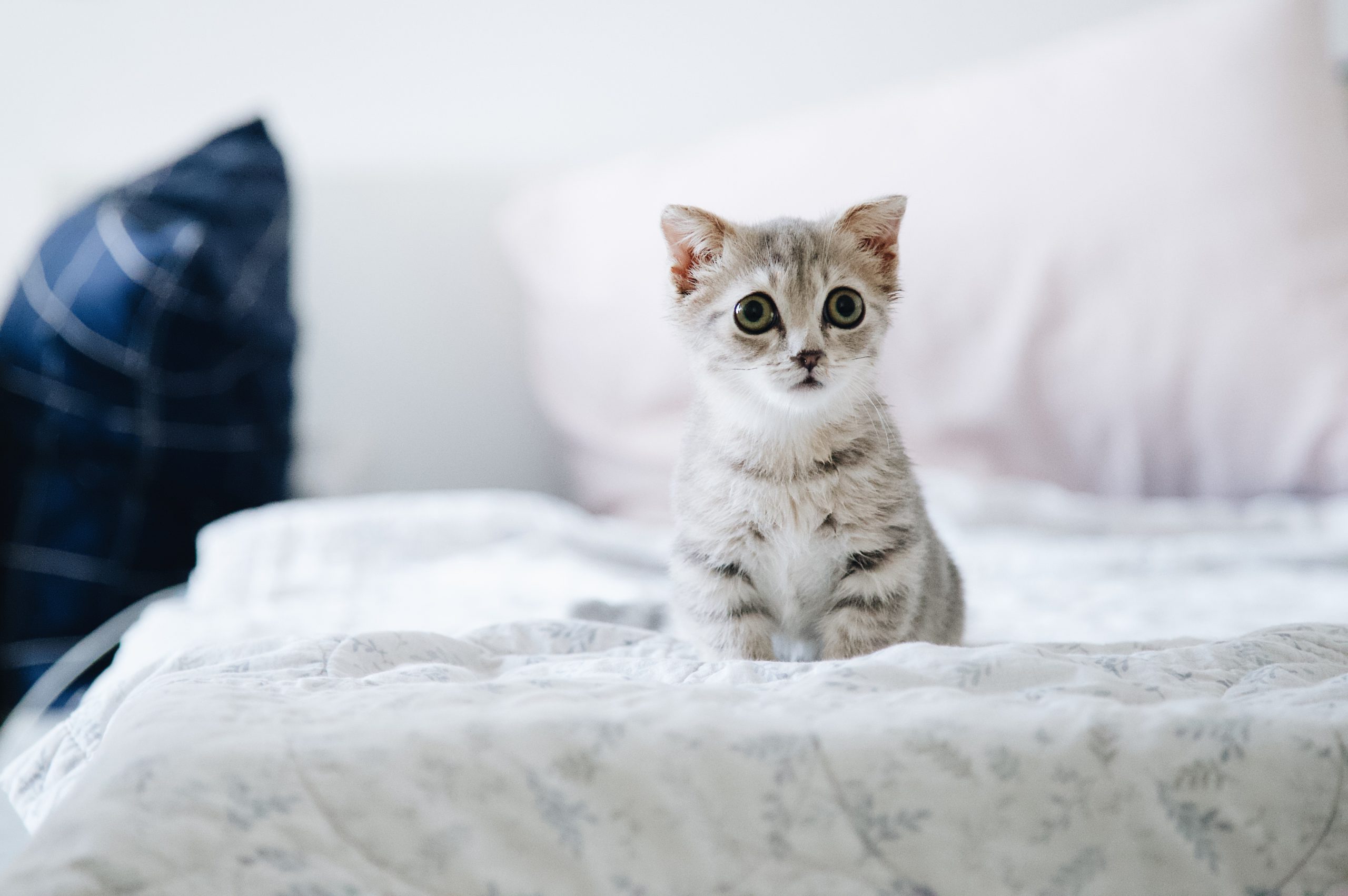 5 razones para tener un gato