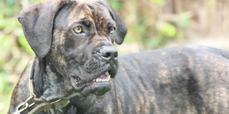 Razas de perros