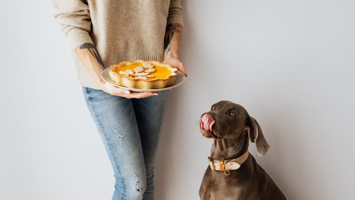 ¿Qué alimentos son perjudiciales para tu mascota?