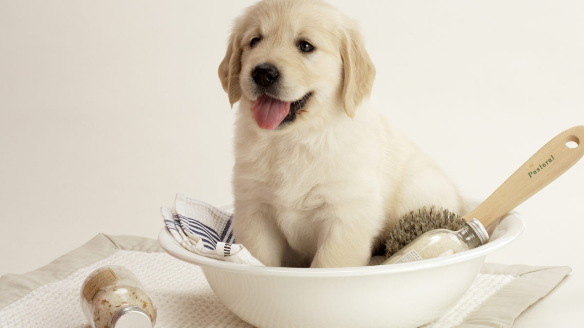 enfermedades mascotas