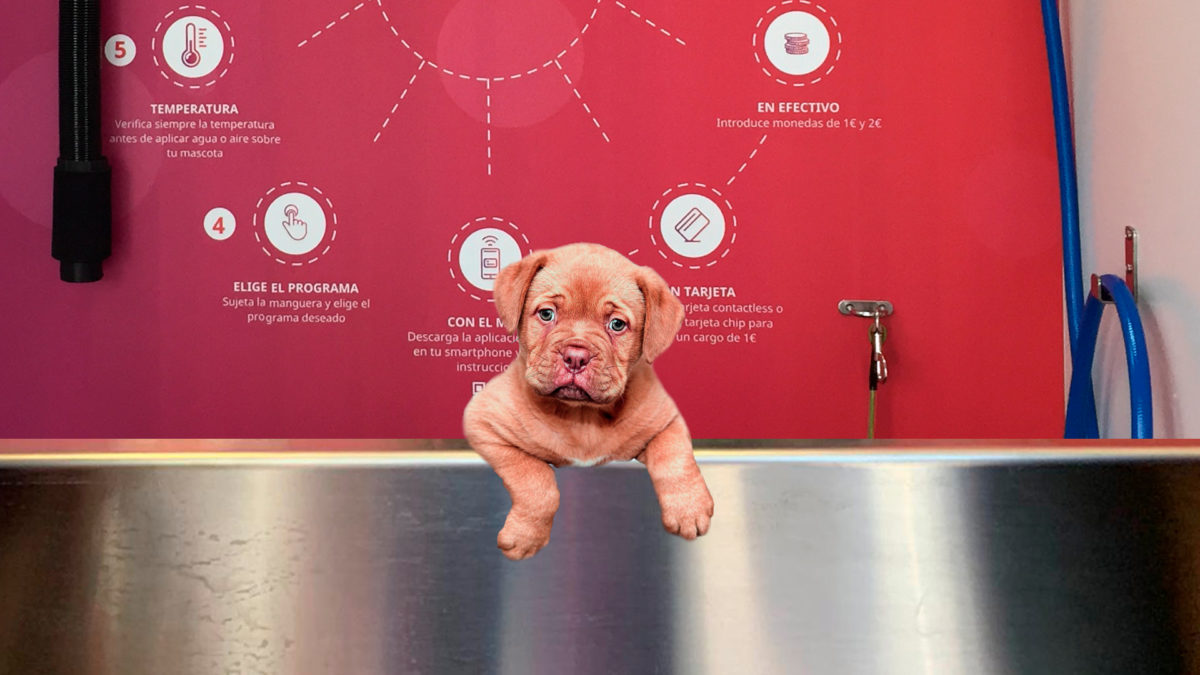 Beneficios de bañar a tu mascota