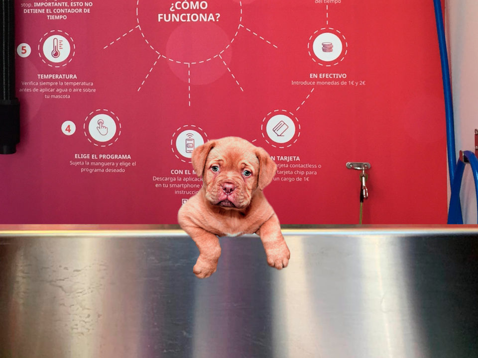 Beneficios de bañar a tu mascota