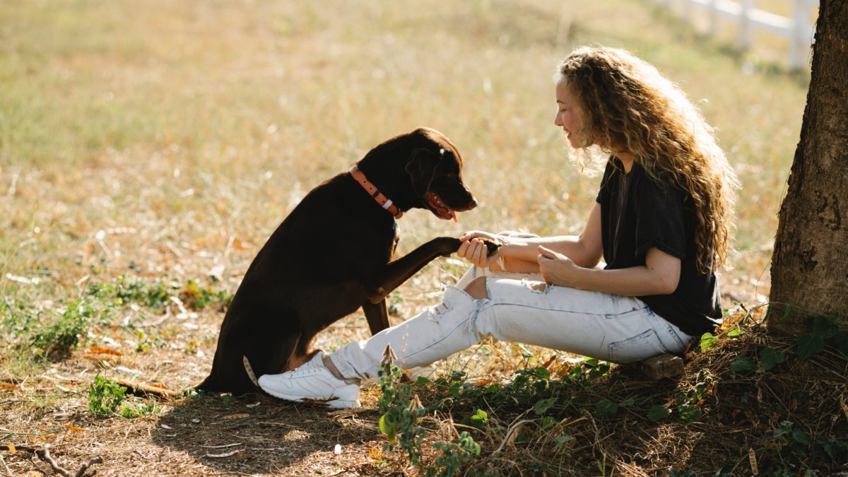 Botiquín de primeros auxilios para perros