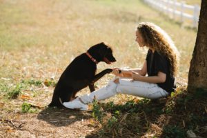 Botiquín de primeros auxilios para perros