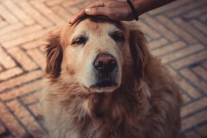 Cómo superar la muerte de tu mascota
