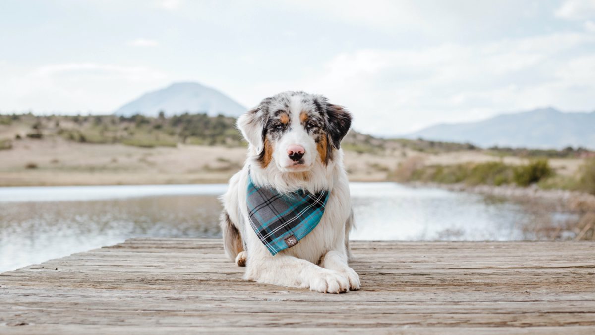 Consejos veraniegos para el peludo