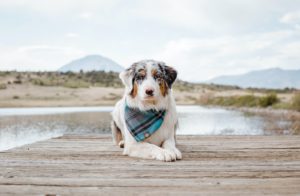 Consejos veraniegos para el peludo