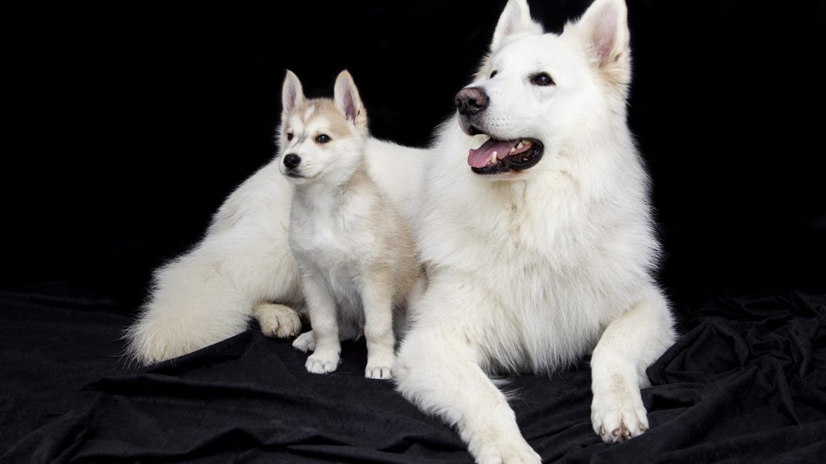Cuidados para perros de distinto tamaño