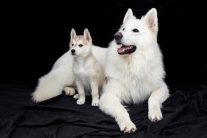 Cuidados para perros de distinto tamaño