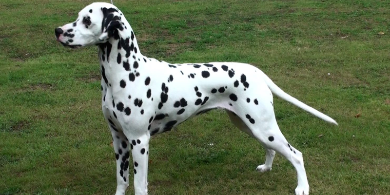 Razas de perros