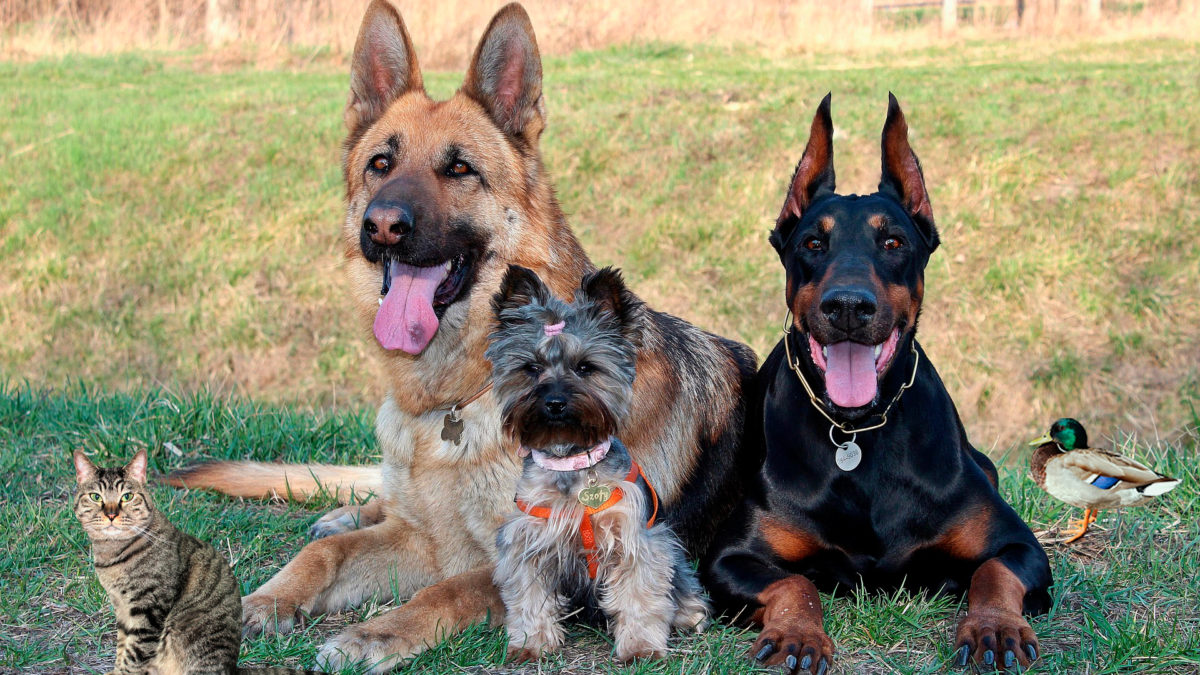 Derechos de los animales en 2021