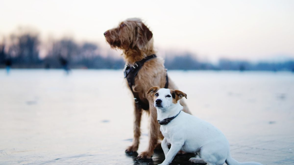 Destinos de vacaciones para ir con tu perro