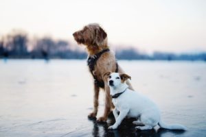 Destinos de vacaciones para ir con tu perro