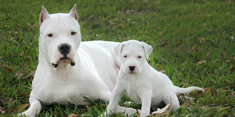 Razas de Perros