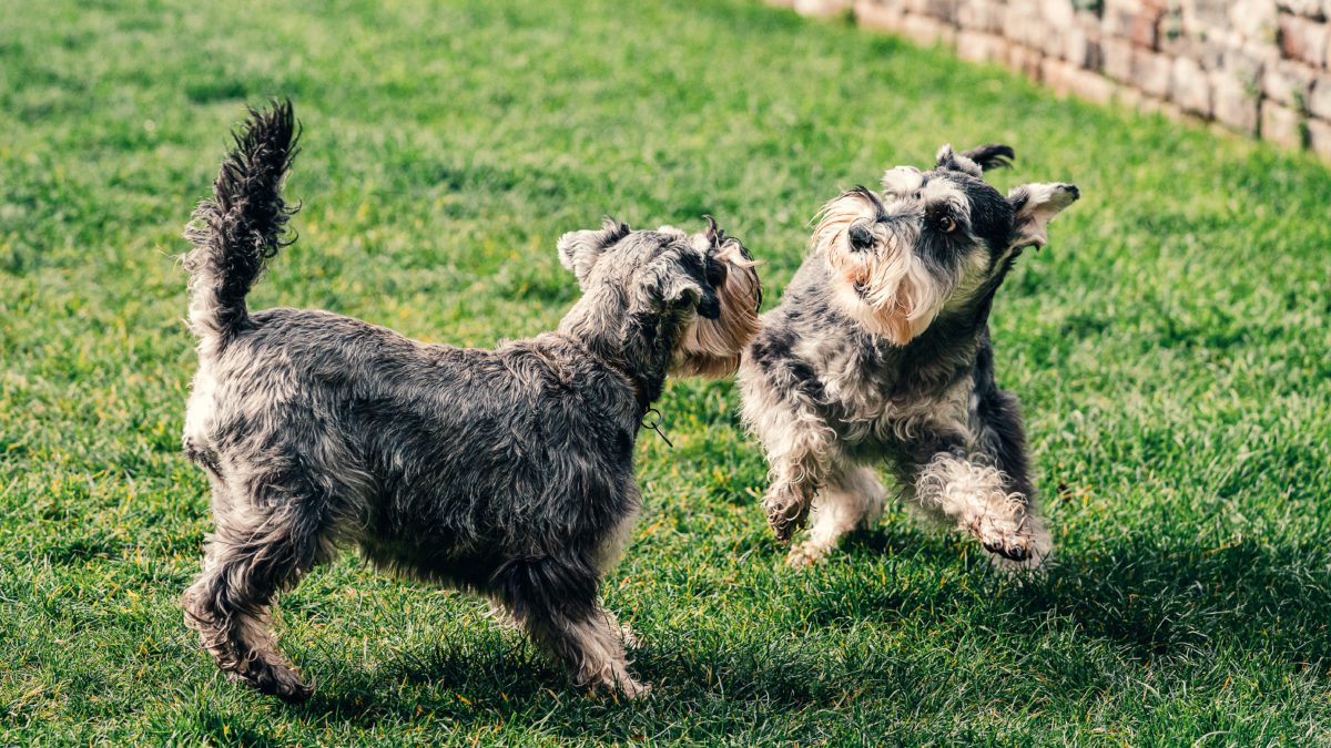 El TOC en los perros